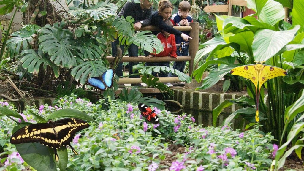 Casa delle Farfalle di Bordano Casa per le farfalle