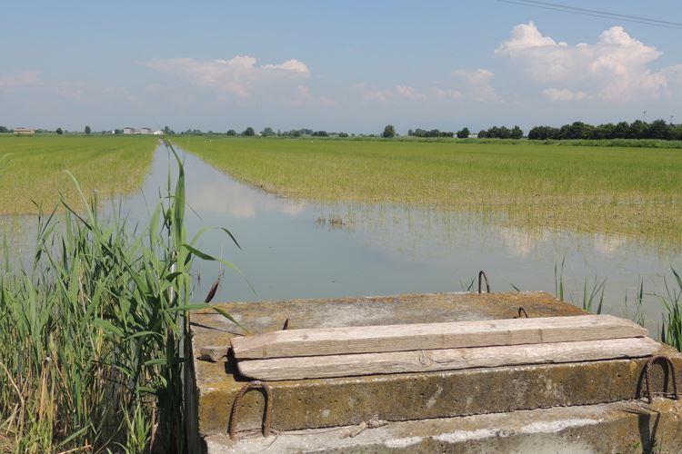 Strade del gusto in provincia di Verona strada del riso vialone nano verona