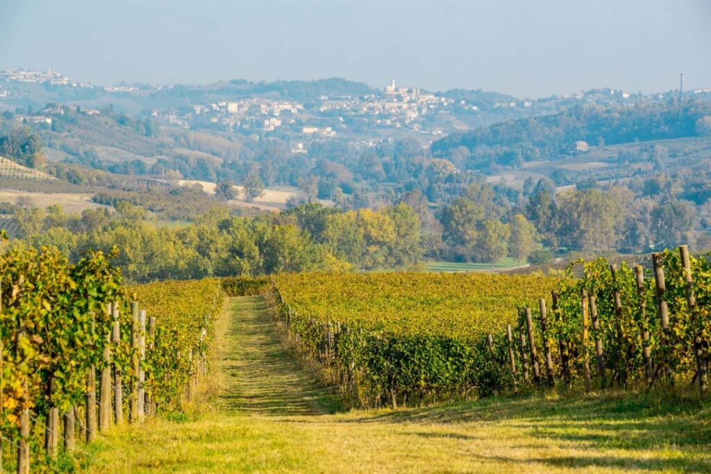 Nizza Monferrato panorami e vigne x