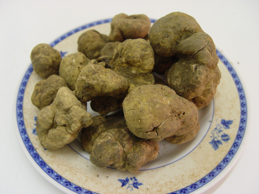tartufo del serrapotamo