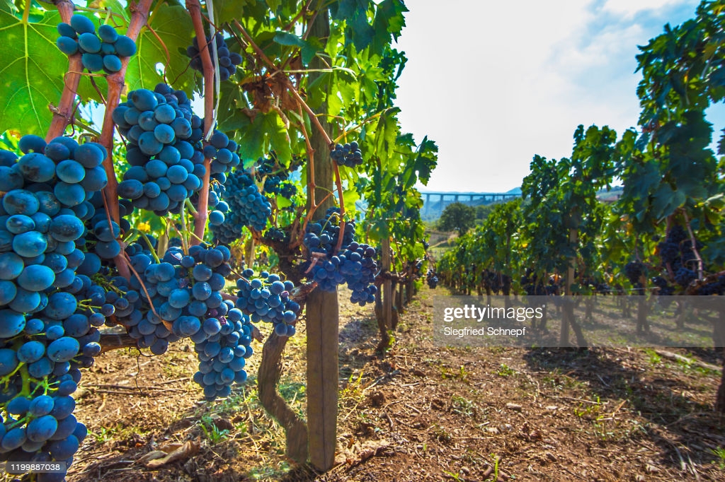 aglianico del vulture