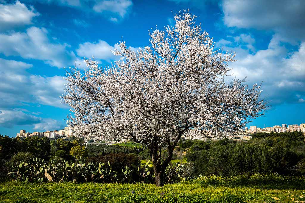 primavera sicilia