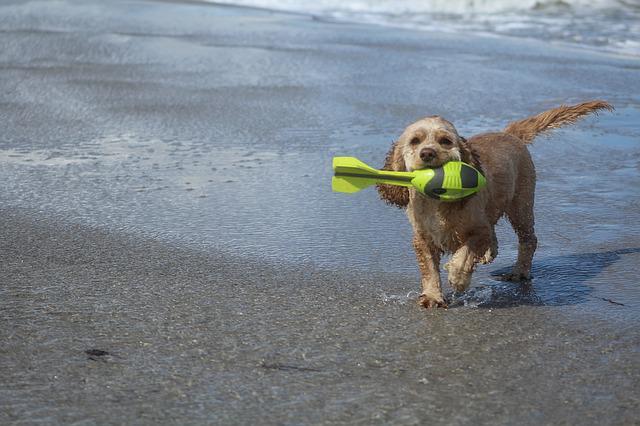 cane al mare sulla spiaggia