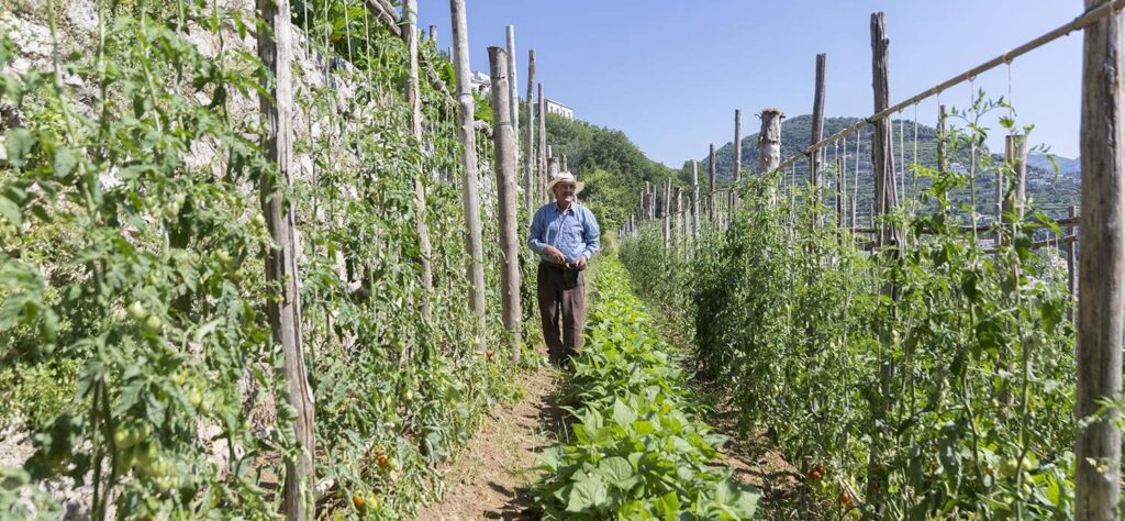 ristorante da ciccio cielo mare terra amalfi home x