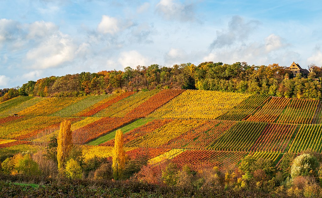 Brackenheim Stockheim Weinberghang sudlich des Schlosses Stocksberg von SSO