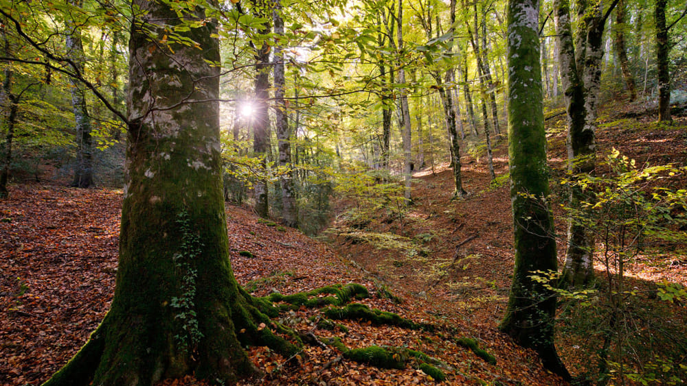 I 5 migliori posti dove scoprire la magia del Foliage in Italia Foresta Umbra foto della mostra di Giovanni Fiorentino