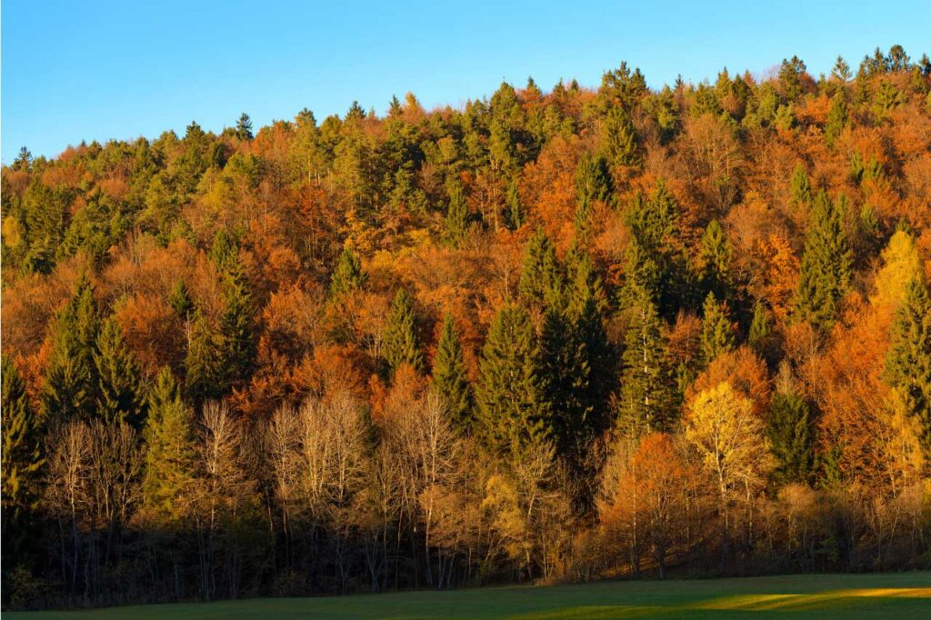 I 5 migliori posti dove scoprire la magia del Foliage in Italia foliage trentino valli