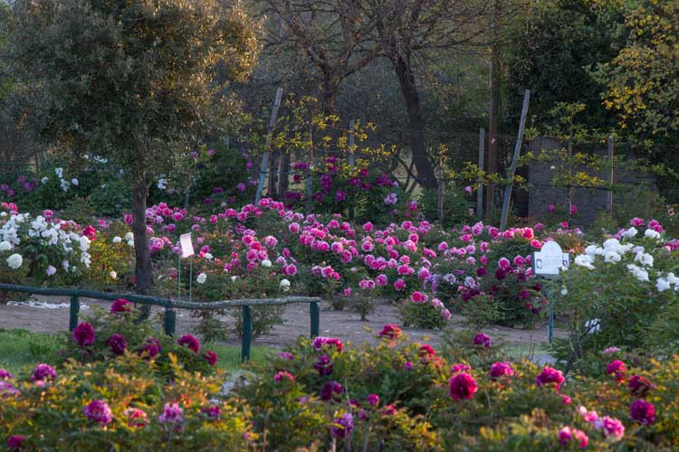 giardini di peonie vitorchiaro