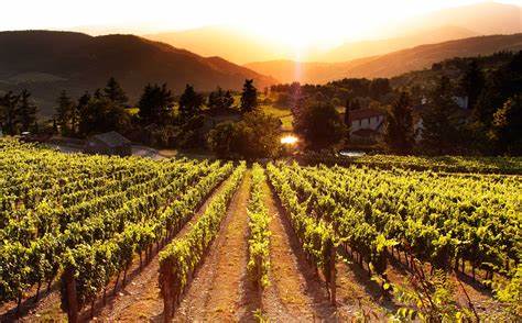 Dove visitare i migliori vigneti in Italia questo autunno i mvigliori vigneti in Toscana