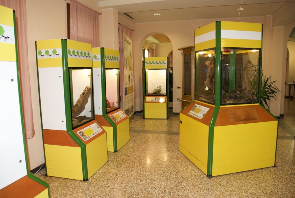 museo viente degli insetti