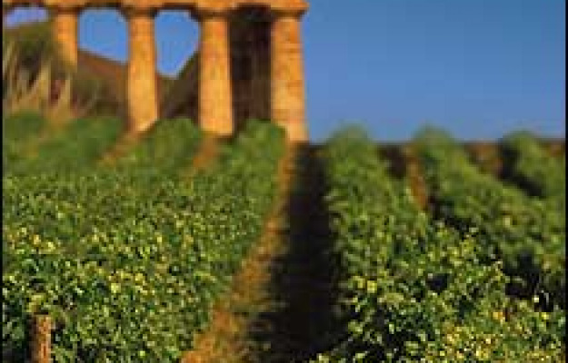 Dove visitare i migliori vigneti in Italia questo autunno vigneti sicilia orientale