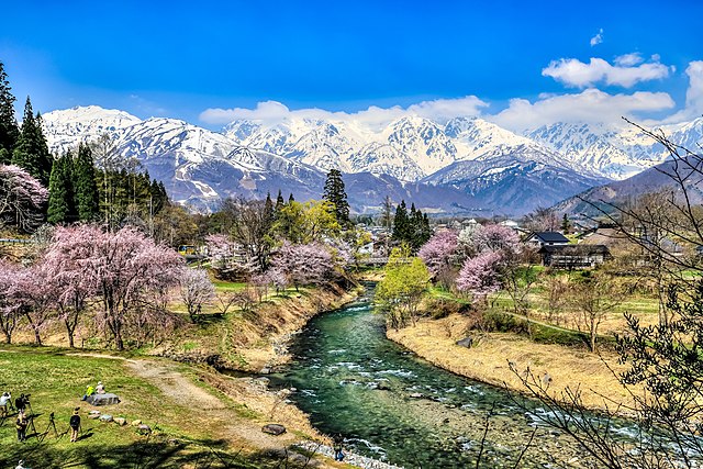 px 大出公園の桜