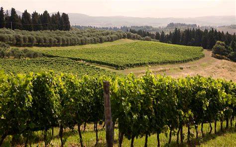 10 Vie del Vino: itinerari Enologici imperdibili in Italia Vino del Chianti di Montespertoli