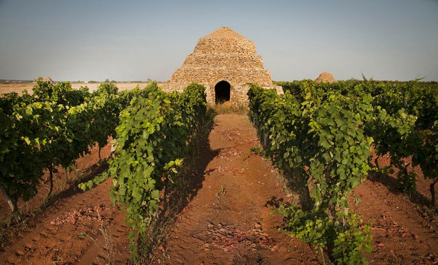 10 Vie del Vino: itinerari Enologici imperdibili in Italia strada del vino salento