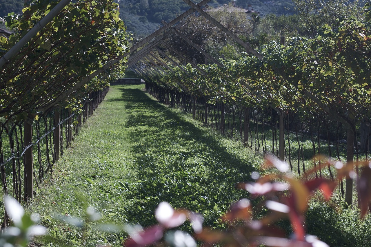 strade del vino Italia