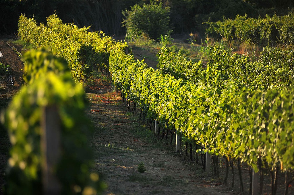 Kerakala vitigni dellavigna