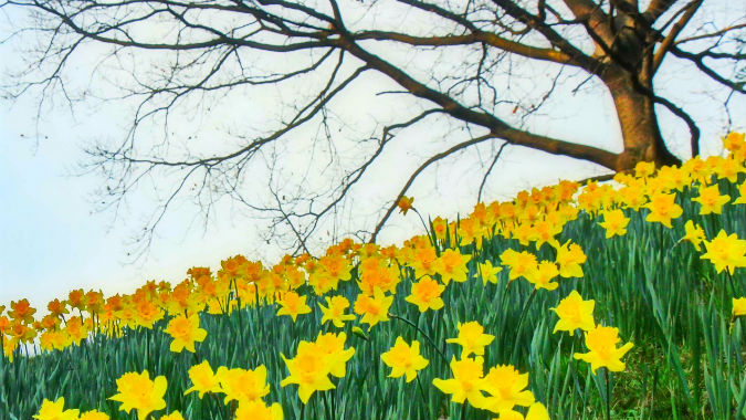 SL fiorituranarcisiBurcina F Cerutti