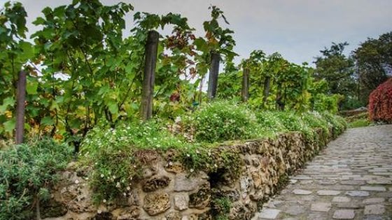 Vigne cittadine Vienna