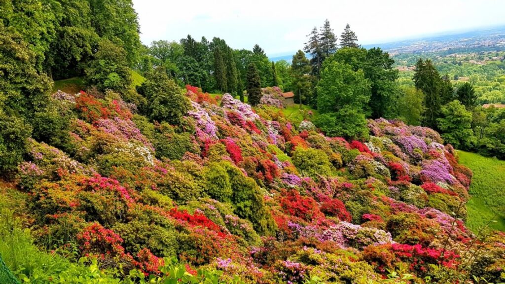 Scopri la Magia della Fioritura dei Narcisi Trombone al Parco della Burcina parco della burcina rododendri