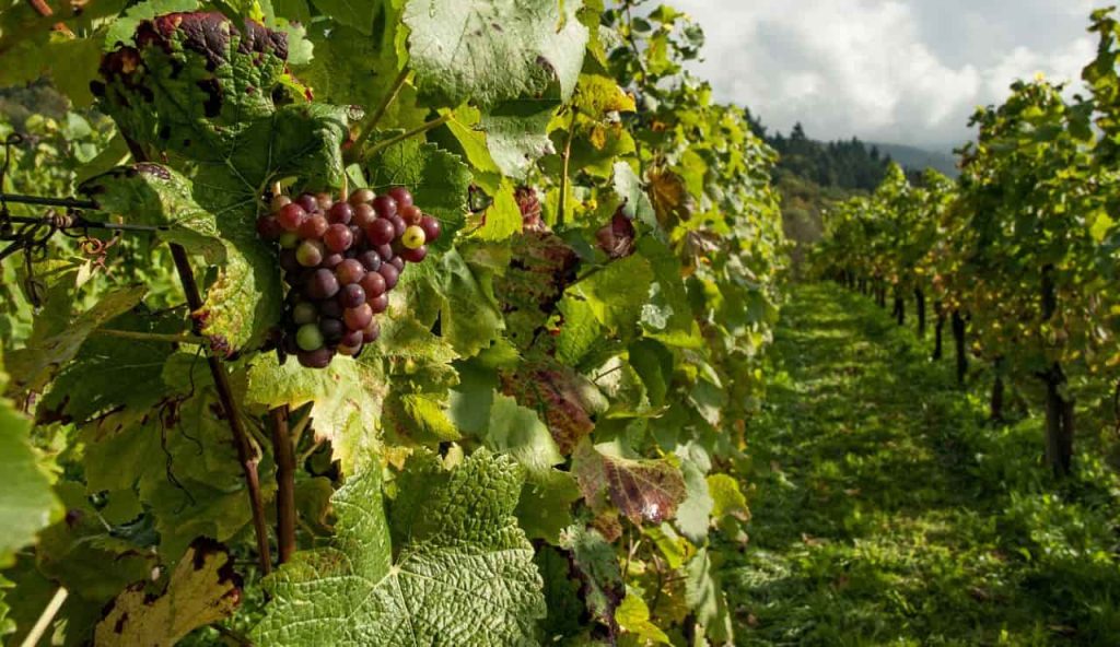 Vigneti, degustazione vini pugliesi